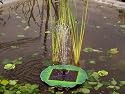 Floating Lilly leaf fountain