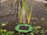 STI Smart Solar Floating Pond Lily