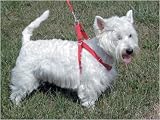 Step-In Adjustable Harness Extra Small 3/8 in. Width Black
