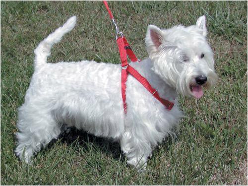 Step-In Adjustable Harness Large 1 in. Width Blue