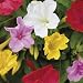 60 Mixed Four O' Clock Seeds By Seed Needs