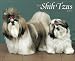 shih_tzu38shih tzu - Just Shih Tzus 2009 Wall Calendar