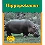 Hippopotamus (Zoo Animals)