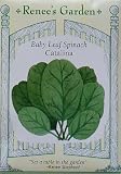 Spinach Baby Leaf Catalina Seeds