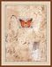 Appias Nero Figulina by Cheryl Holz - Framed Artwork