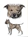 Pit Bull Terrier - Double Image by Cindy Farmer