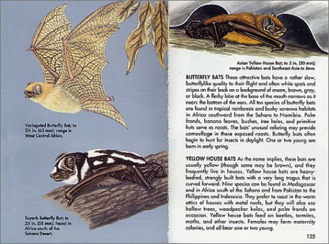 Bats of the World under Animals in The Books Store