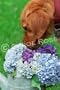 Carol Ross Photo Card - Flower Girl