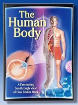 The Human Body: a Fascinating See-through View of How Bodies Work