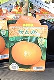 果樹苗　接木　せとか　1年生　【送料込価格】