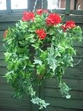 from the flower shop 14 inch red geranium hanging basket Model 77554