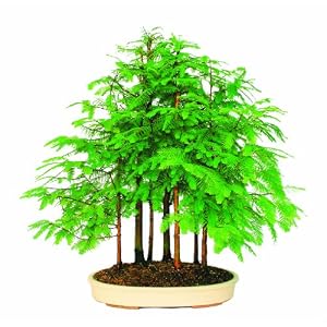 Brussel's Dawn Redwood Grove,7 Tree by 