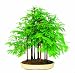 Brussel's Dawn Redwood