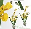 TWO 40" Dancing Orchid Artificial Flower Bendable Sprays with Iris Leaves