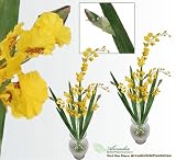 TWO 40" Dancing Orchid Artificial Flower Bendable Sprays with Iris Leaves