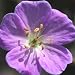 Geranium maculatum Elizabeth Ann