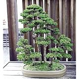 Sacred Japanese Cedar 35 Seeds - Cryptomeria japonica - Sugi - FREE SHIPPING ON ADDITIONAL HIRTS SEEDS ORDERED AND PAID WITH ONE PAYMENT!