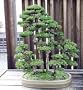 Sacred Japanese Cedar 35 Seeds - Cryptomeria japonica