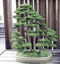 Sacred Japanese Cedar 35 Seeds - Cryptomeria japonica - Sugi
