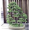 Sacred Japanese Cedar 35 Seeds - Cryptomeria japonica