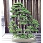 Sacred Japanese Cedar 35 Seeds - Cryptomeria japonica - Sugi