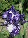 'Batik' Bearded Iris Perennial - Royal Purple - Potted