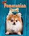 pomeranian25  - Pomeranian Pom Pom Ado Little Dogs Rock