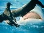 Tiger Shark: Predator Revealed