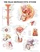 The The Male Reproductive System Anatomical Chart