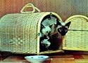 3D Lenticular POSTCARD-BASKET/SIAMESE CATS