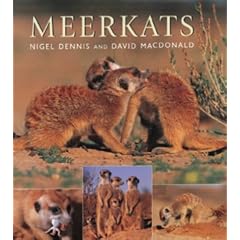 Meerkats