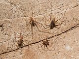 Cave Crickets, Mammoth Cave National Park, Cave City, Kentucky, USA Photographic Poster Print by Adam Jones, 24x18