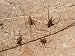 Cave Crickets, Mammoth Cave National Park, Cave City, Kentucky, USA Photographic Post...