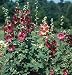 David's Heirloom Flower Hollyhock Single Mix (Alcea ficifolia) 45 Seeds per Packet