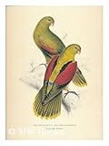 The collector's portfolio of Lear's birds