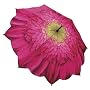 Gerbera Daisy Designer Umbrella - Choose from Stick or Foldable Styles - 48" Arc