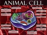 Animal Cell Clearance Sale Art Poster Print, 24x18
