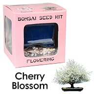 Eve’s Cherry Blossom Bonsai Seed Kit,…