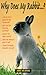 Why Does My Rabbit . . . ? (Pet Care)