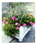 Mixed Flower Box