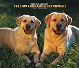 For the Love of Yellow Labrador Retrievers 2007 Deluxe Calendar