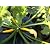 【同梱可能】　ズッキーニ　（有機農薬・化学農薬・化学肥料・除草剤不使用）