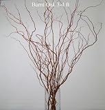 Green Floral Crafts Dried Curly Willow 3-4 Ft (8-10 stems)- Burnt Oak + Free Gift Pack Cobra Bark