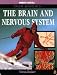 The Brain and the Nervous System (Our Bodies)