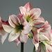 Close-Up of a Hippeastrum Flower Photographic Poster Print by G. Cigolini, 16x16