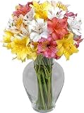 Assorted Peruvian Lilies 100 Blooms with Hourglass Vase