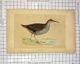 Colour Print Morris 1851 Bird Ornithology Water-Rail Rails
