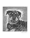 Rottweiler Animals Giclee Poster Print by Evelyn Morris Hecht, 16x20