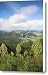 Rare Iliau Plants Canvas Print / Canvas Art - Artist Greg Vaughn - Printscapes