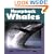 Humpback Whales (Nature Watch)